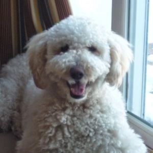 Meet your Posher, Levi